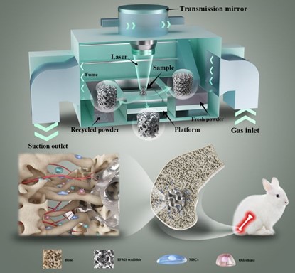 清華、北大、北醫(yī)三院聯(lián)合：高溫氧化處理3D打印鎂合金骨植入物結(jié)構(gòu)優(yōu)化及體內(nèi)外生物降解行為